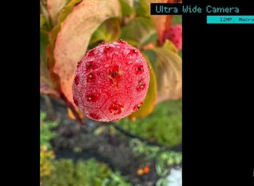 iPhone 16 12MP Ultrawide Micro Mode Image